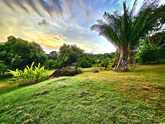 Jardín tropical con palmeras al amanecer